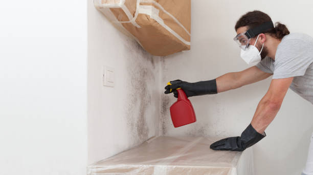 Professional Mold Remediation technician working in Selden, NY